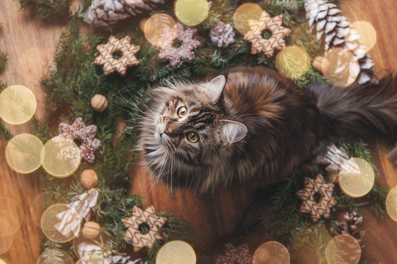 Cute Christmas Cats on Internet