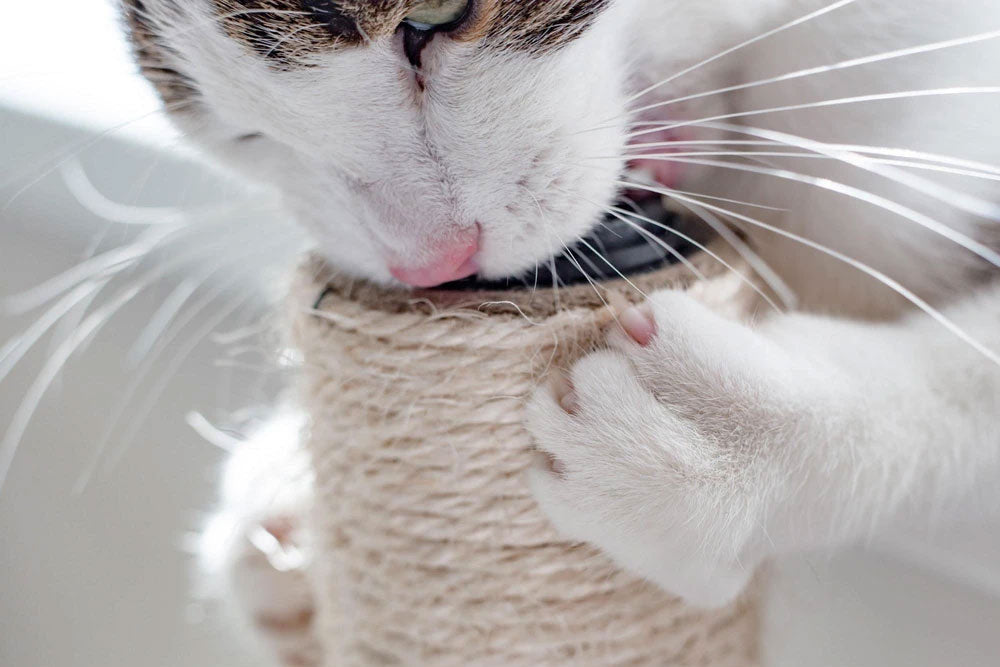 Do Cat Scratchers Really Work?