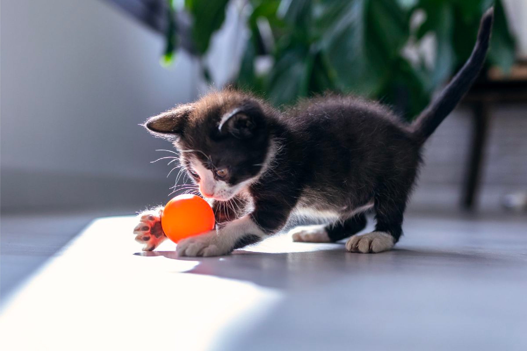 best toys for cats