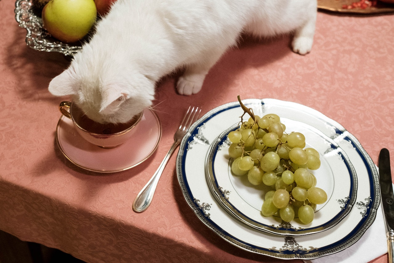 Food Items Poisonous For Cats