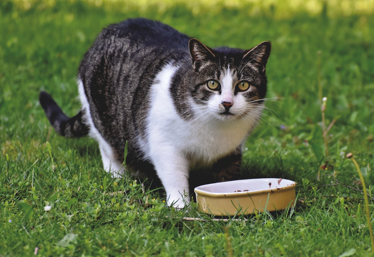 Human Foods Suitable for Cats