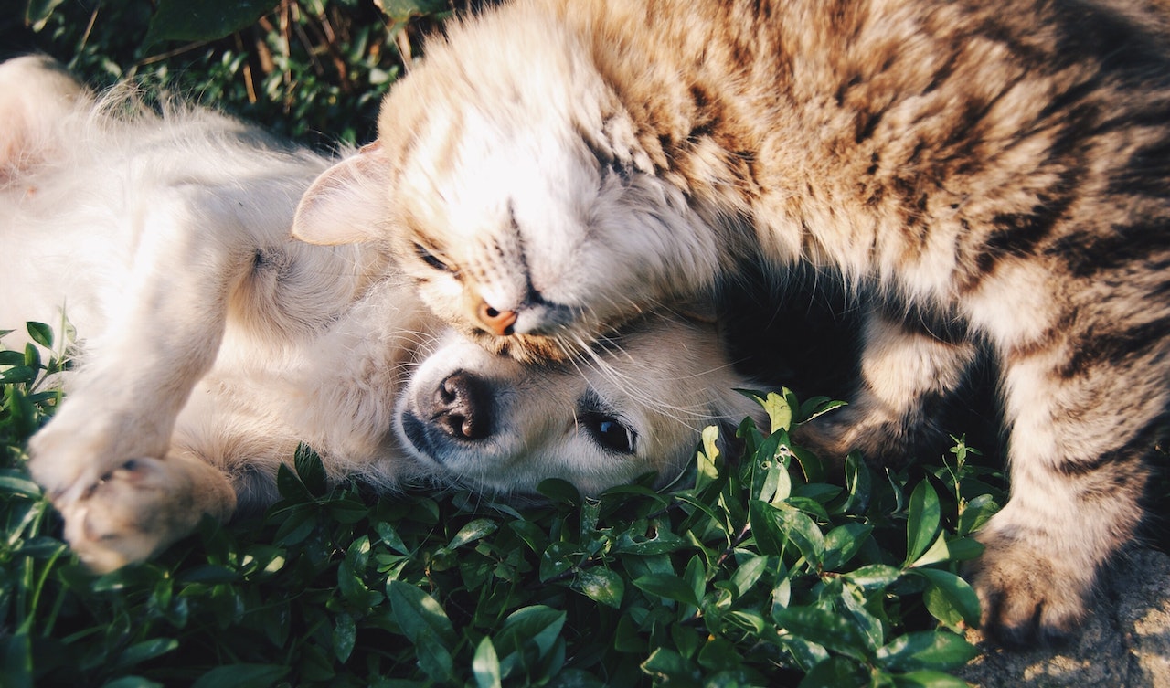 Get Pet Cats and Dogs to Get Along