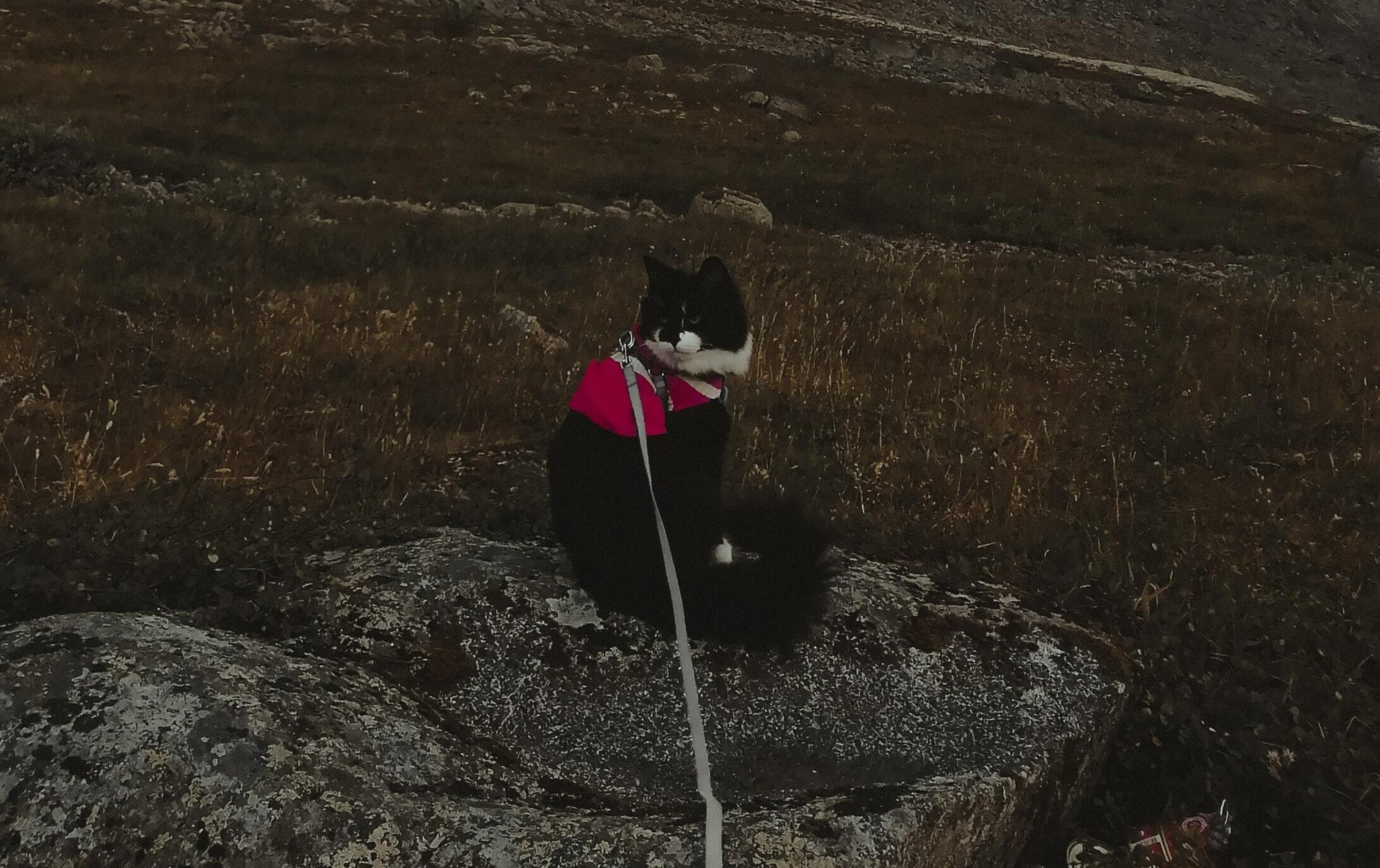 Taking Your Cat On a Trek